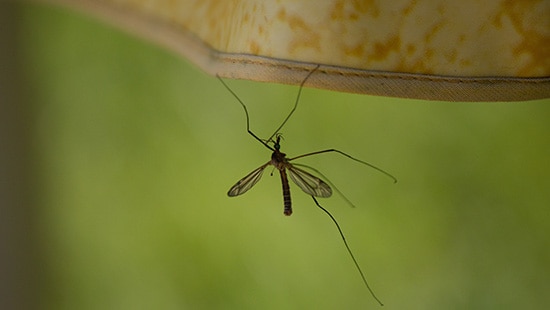 Foco de la plaga: mosquitos