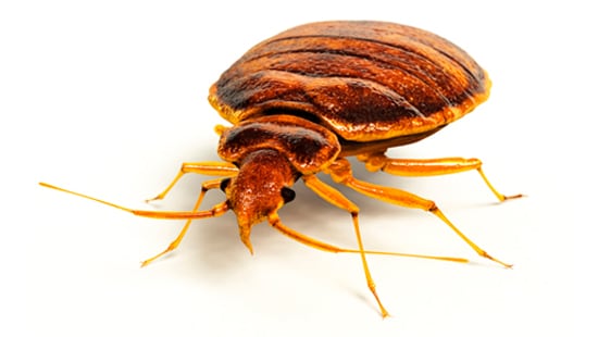 Bed Bug Exterminator Las Vegas Near Me