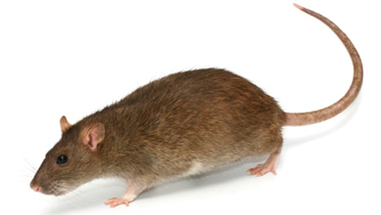 Cómo eliminar ratas y ratones