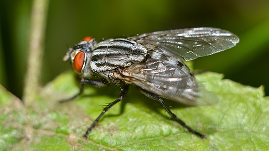 Large fly on green leafe