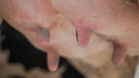 Close-up view of a cow’s udder and teats on a dairy farm.