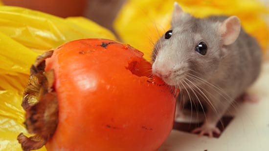 Riesgos de los roedores para la seguridad alimentaria