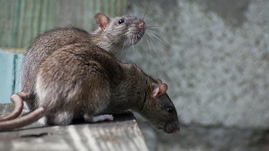 dos ratas pardas (RATTUS NORVEGICUS), un tipo de roedor común