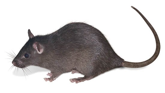 LA RATA NEGRA (RATTUS RATTUS) es un tipo de roedor común